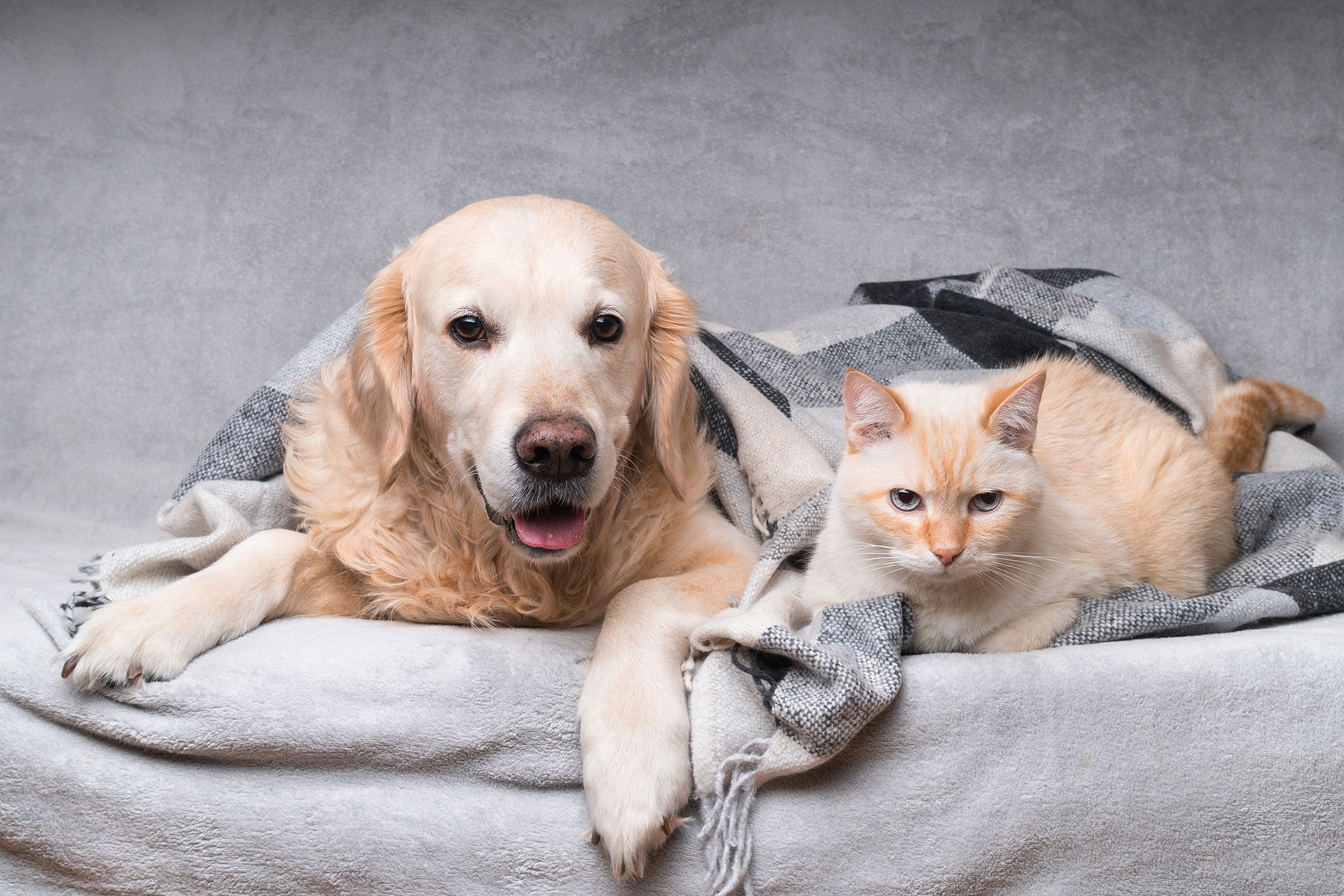 PETS!!!